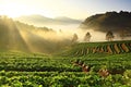 Strawberry plant at doi ang khang mountain