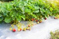 strawberry plant farm, fresh ripe strawberry field for harvest strawberries in the garden fruit strawberry in summer