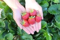 Strawberry plant farm, fresh ripe strawberry field for harvest strawberries picking on hand in the garden fruit collected Royalty Free Stock Photo