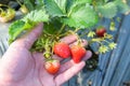 strawberry plant farm, fresh ripe strawberry field for harvest strawberries picking on hand in the garden fruit collected Royalty Free Stock Photo