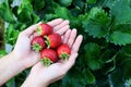 strawberry plant farm, fresh ripe strawberry field for harvest strawberries picking on hand in the garden fruit collected Royalty Free Stock Photo