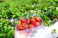 Strawberry plant farm, fresh ripe strawberry field for harvest strawberries picking on plastic box in the garden fruit collected Royalty Free Stock Photo