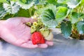 Strawberry plant farm, fresh ripe strawberry field for harvest strawberries picking on hand in the garden fruit collected Royalty Free Stock Photo