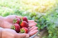 Strawberry plant farm, fresh ripe strawberry field for harvest strawberries picking on hand in the garden fruit collected Royalty Free Stock Photo