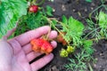 Strawberry plant in farmers hand on garden bed with deformed ripe berries because of boron lack Royalty Free Stock Photo