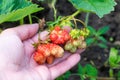 Strawberry plant in farmers hands growing on garden bed with deformed berries because of boron deficiency. Harvesting