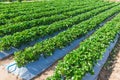 Strawberry plant field agriculture industry. Royalty Free Stock Photo