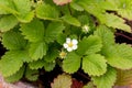 Strawberry plant flower and foliage Royalty Free Stock Photo