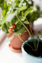 Strawberry plant in flower pot Royalty Free Stock Photo