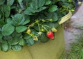 Strawberry plant in flower pot Royalty Free Stock Photo