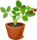 Strawberry plant in flower pot Royalty Free Stock Photo