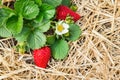 Strawberry plant with flowers and ripe strawberries growing in organic garden Royalty Free Stock Photo