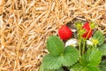 Strawberry plant with flowers and ripe strawberries growing on straw in organic garden Royalty Free Stock Photo