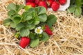 Strawberry plant with freshly picked organic strawberries in a paper punnet Royalty Free Stock Photo