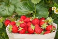 Strawberry plant with freshly picked strawberries growing in organic garden