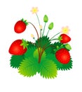 Strawberry Plant fruits and flower