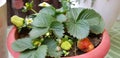 Strawberry plant fruits in pot Royalty Free Stock Photo