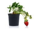 Strawberry plant with fruits in pot Royalty Free Stock Photo