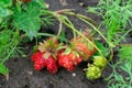 Strawberry plant in garden bed with deformed berries because of boron lack