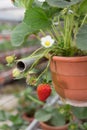 Strawberry plant in garden nursery