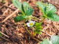 Strawberry plant with green leaves with dew water drops and white yellow flower. Royalty Free Stock Photo