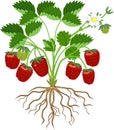 Strawberry plant with green leaves, flowers, ripe red berries and root system Royalty Free Stock Photo