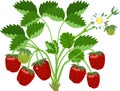 Strawberry plant with green leaves, flowers and ripe red berries Royalty Free Stock Photo