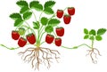 Strawberry plant with green leaves, ripe red berries and daughter plant