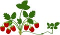Strawberry plant with green leaves and ripe red berries Royalty Free Stock Photo