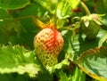 Strawberry plant with green leaves and unripe berries in the morning sun close up. Royalty Free Stock Photo