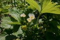 Strawberry plant on the ground. Several strawberry flowers on the stem.