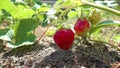 Strawberry plant growing in the garden