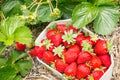 Strawberry plant growing in organic garden with a carton punnet full of ripe strawberries Royalty Free Stock Photo