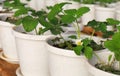 Strawberry plant growing in pot