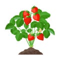 Strawberry plant growing in the soil full of ripe strawberries, red fruits and green leaves - vector botanical Royalty Free Stock Photo