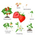 Strawberry plant growing stages from seeds, seedling, flowering, fruiting to a mature plant with ripe red fruits - set Royalty Free Stock Photo