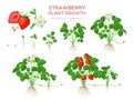 Strawberry plant growing stages from seeds, seedling, flowering, fruiting to a mature plant with ripe red fruits - set Royalty Free Stock Photo