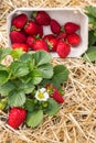 Strawberry plant growing on straw in organic garden with freshly picked strawberries in a paper punnet Royalty Free Stock Photo