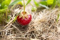 Strawberry plant growing in a vegetable garden Royalty Free Stock Photo