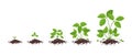 Strawberry plant growth stages. Without flowers and fruits only grass leaves. Fragaria development. Vector infographic.