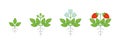 Strawberry plant growth stages. Fragaria development budding then flowers and fruits. Harvest animation progression