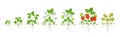 Strawberry plant growth stages. Harvest animation progression. Fragaria development life cycle. Root system. Berry