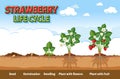 Strawberry Plant Growth Stages Royalty Free Stock Photo