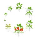 Strawberry plant growth stages. Round life cycle. Harvest progression. Fragaria development. Berry ripening period