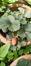 Strawberry plant with strawberry in Havens garden