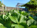 Strawberry plant in a home garden in the yard.