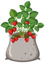 Strawberry plant isolated growing in the bag Royalty Free Stock Photo
