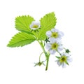 Strawberry plant isolated on white background Royalty Free Stock Photo