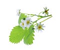 Strawberry plant isolated on white background Royalty Free Stock Photo