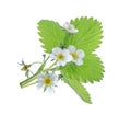Strawberry plant isolated on white background Royalty Free Stock Photo